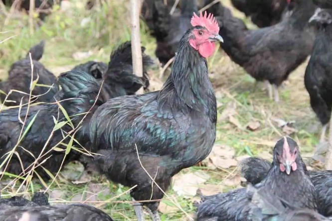 五黑鸡苗 五黑一绿绿壳蛋鸡苗 绿壳蛋鸡