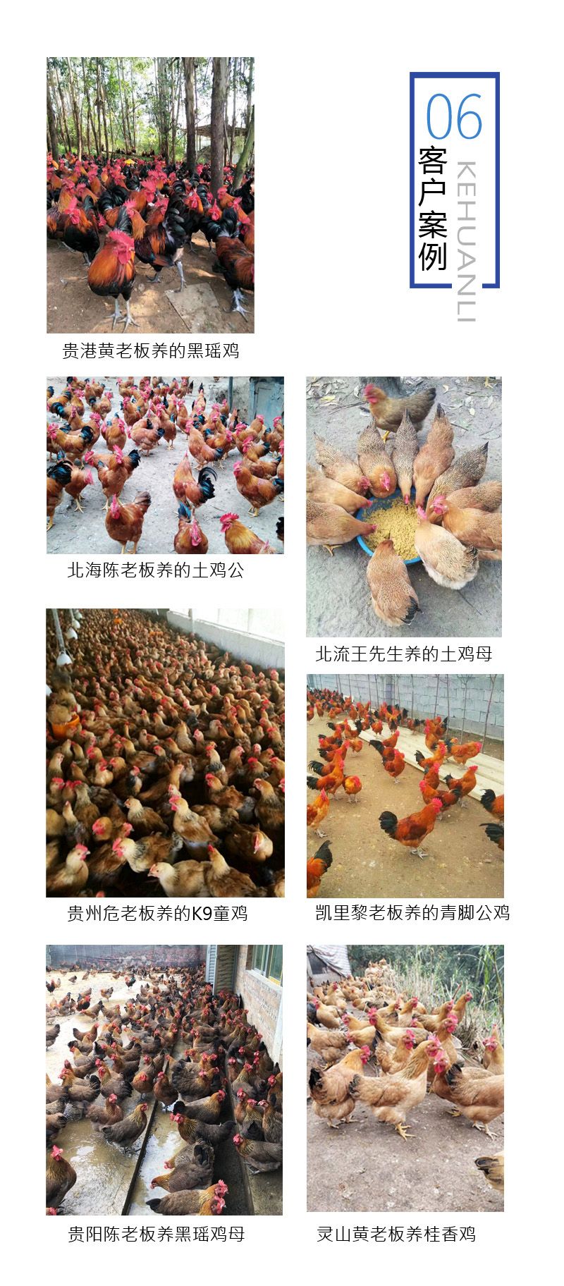 五黑鸡苗 五黑一绿绿壳蛋鸡苗 绿壳蛋鸡