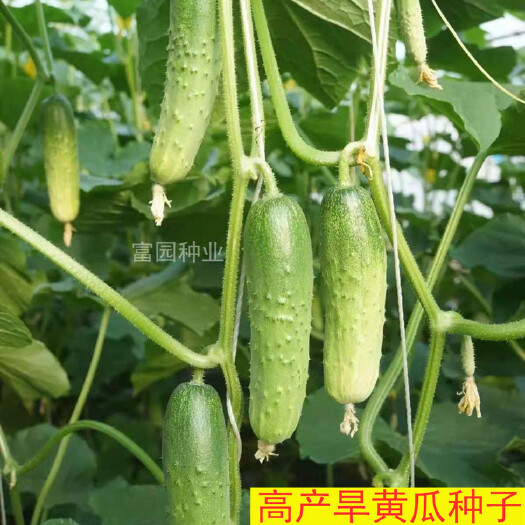 寿光市水果黄瓜种子  旱黄瓜种子节节有瓜抗高温强雌抗病翠绿稀刺