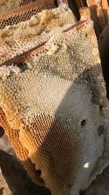 黄陵县百花蜜 天然绿色蜂蜜