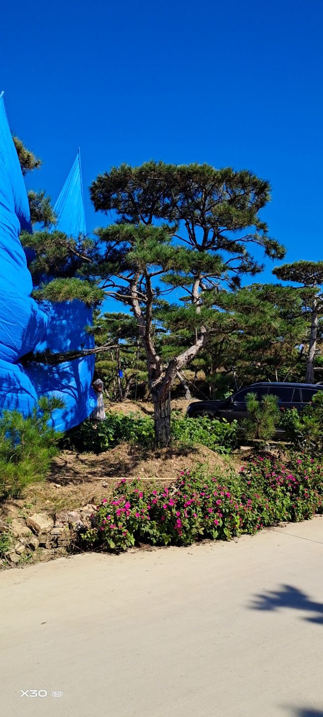 造型黑松，造型油松，