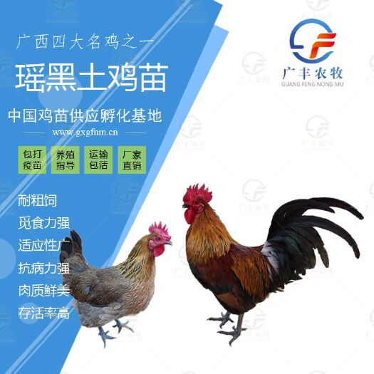 南宁瑶鸡苗  窑鸡苗 黑土窑鸡苗 瑶山鸡苗
