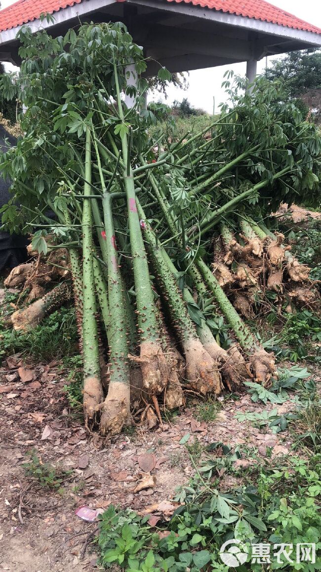 美丽木棉  美丽异木棉 （美人树） 量大质优、欢迎选购