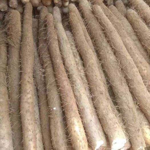 菏泽白玉山药 山药