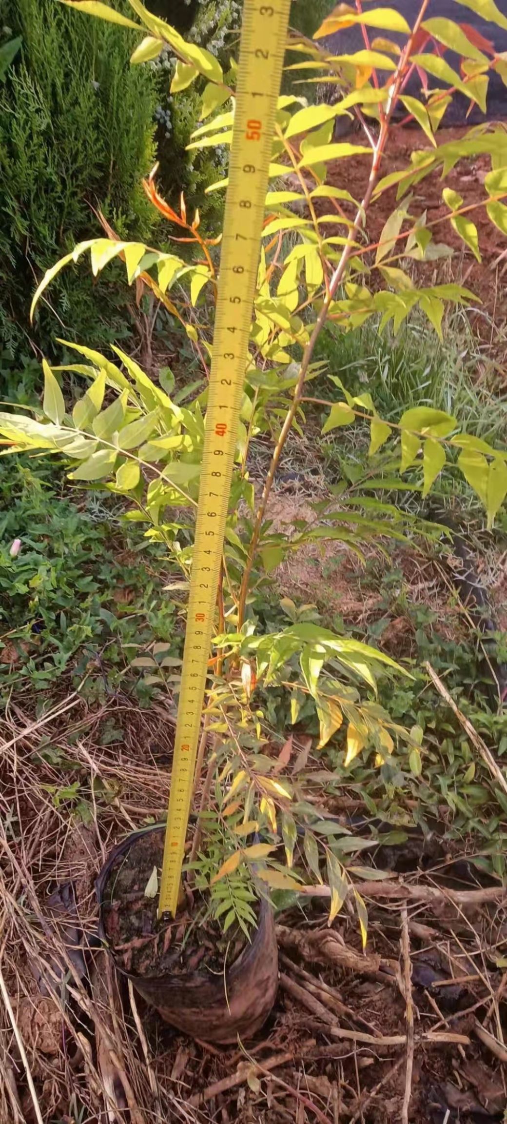 黄连木 