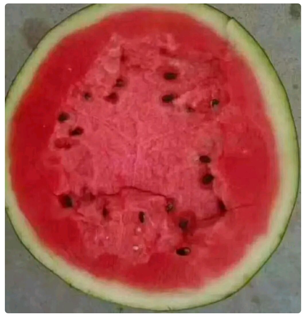 甜王西瓜  西瓜 甜王瓜 吊篮 8424瓜