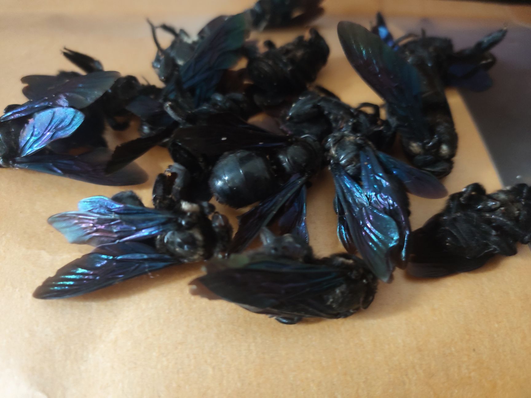 竹蜂干乌竹蜂竹筒蜂盐竹蜂活竹蜂