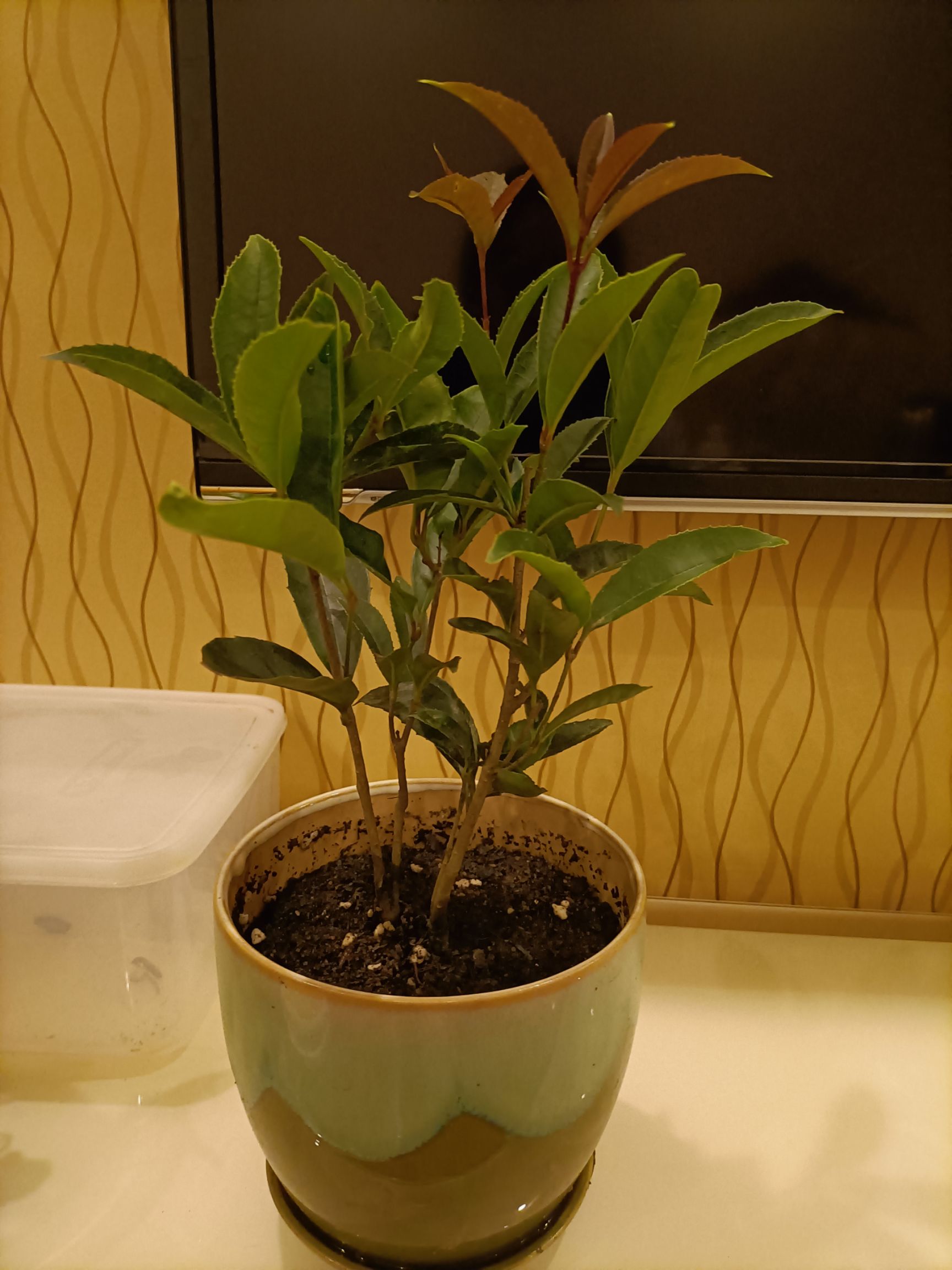 佛顶珠桂花 四季桂