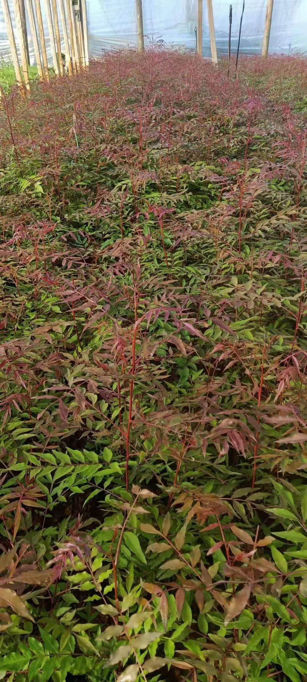 黄连木 