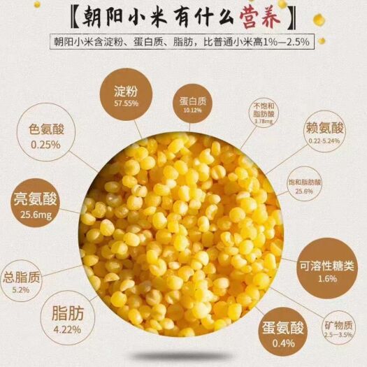 建平县朝阳小米