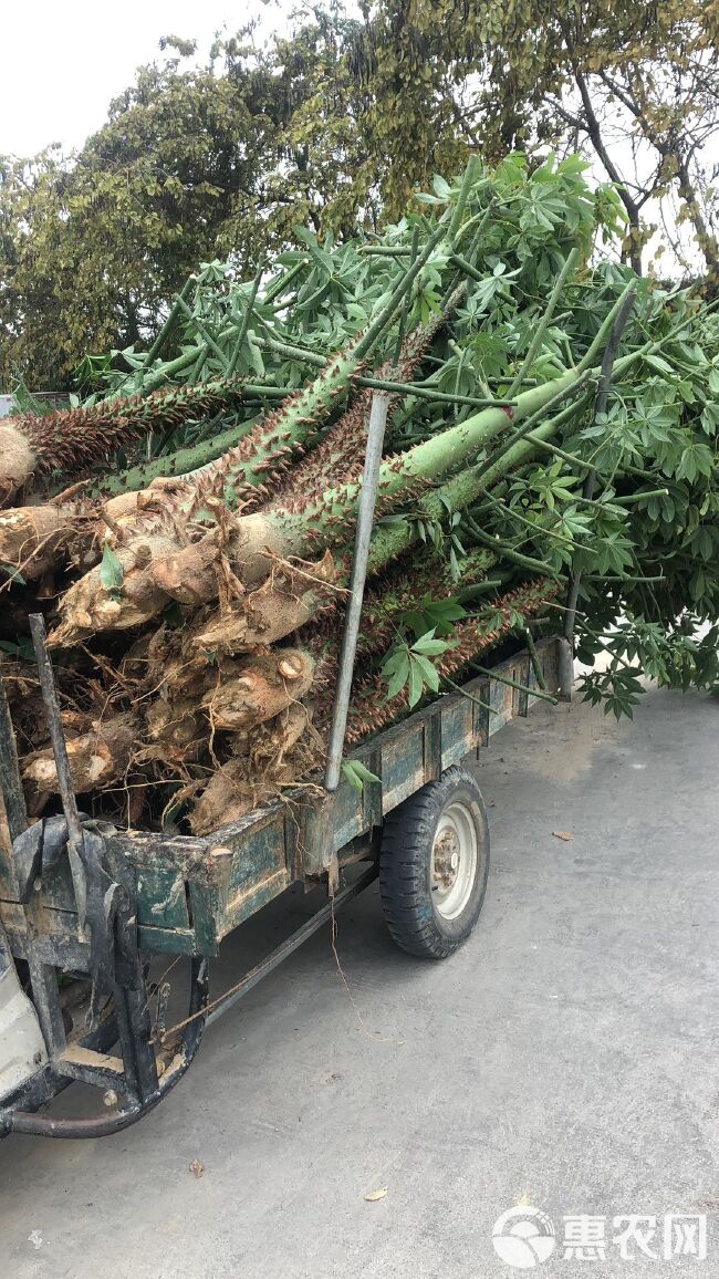 美丽木棉  美丽异木棉 （美人树） 量大质优、欢迎选购