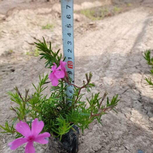 息县露地生产福禄考，花期长，花色艳成活率高。