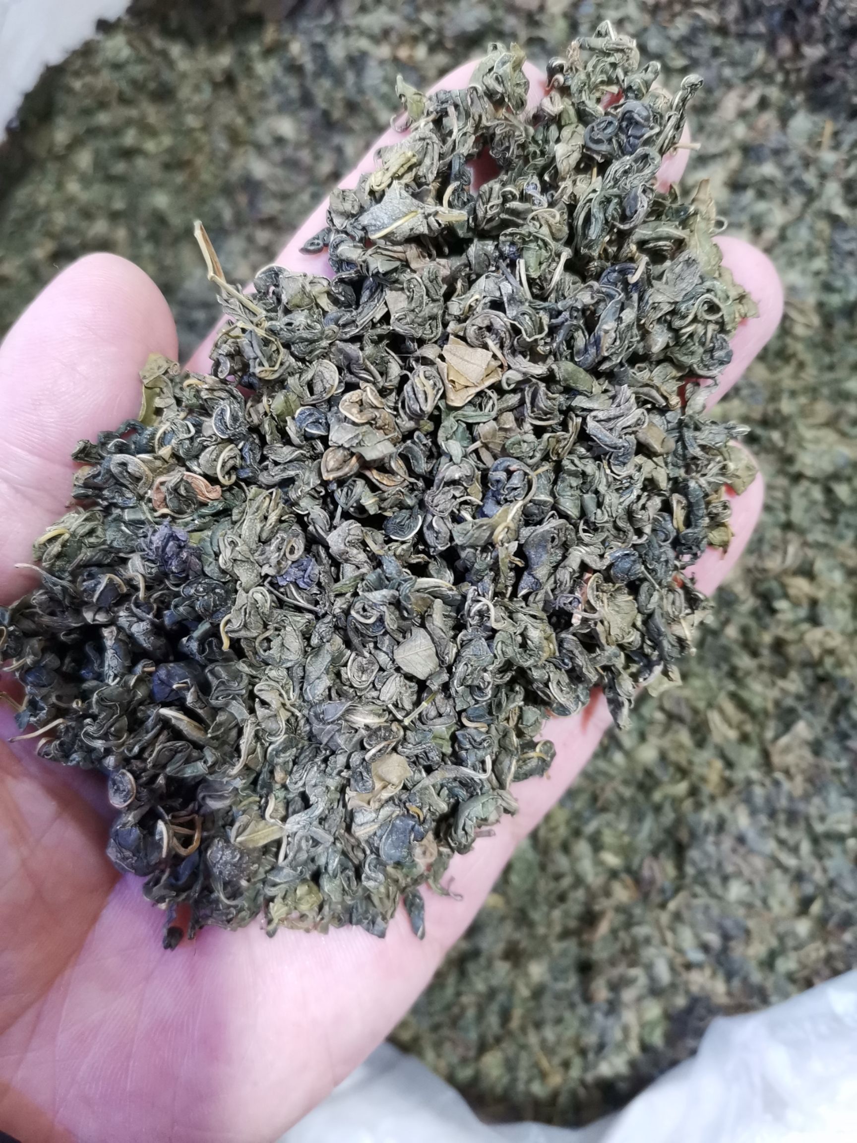 罗布麻红麻