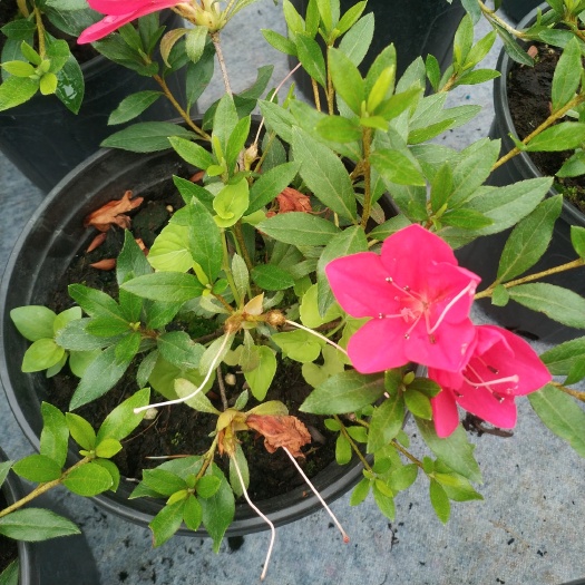 成都夏鹃  日本杜鹃，杜鹃，外来杜鹃，皋月杜鹃，夏娟，五彩杜鹃