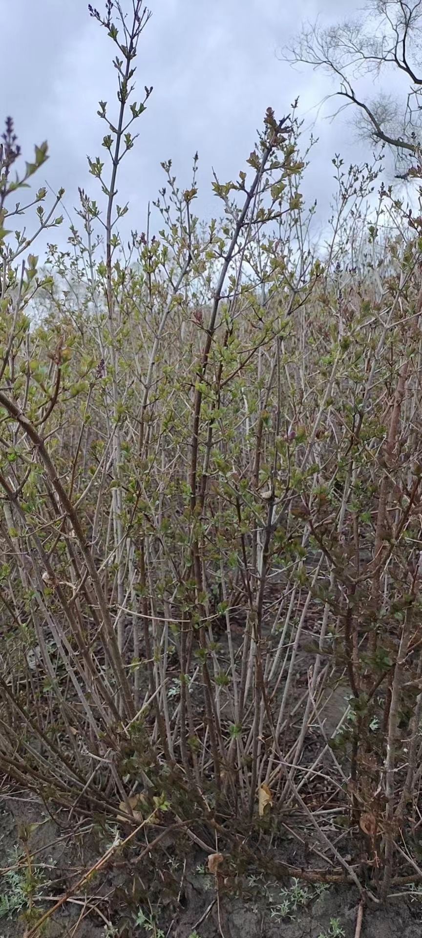  出售小叶丁香，80-120左右高，价格低，有兴趣的联系.