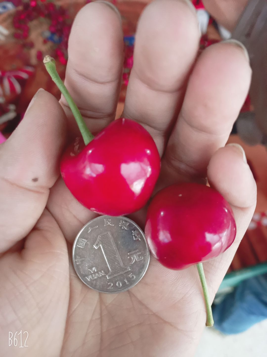 早大果樱桃  果子大酸甜可口，早中晚品种都有