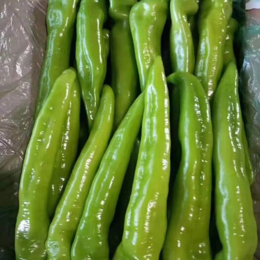 滦南县牛尖椒大量上市