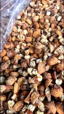 姬松茸金黄小菇，产地直发，自产自销专业种植合作社，有检测