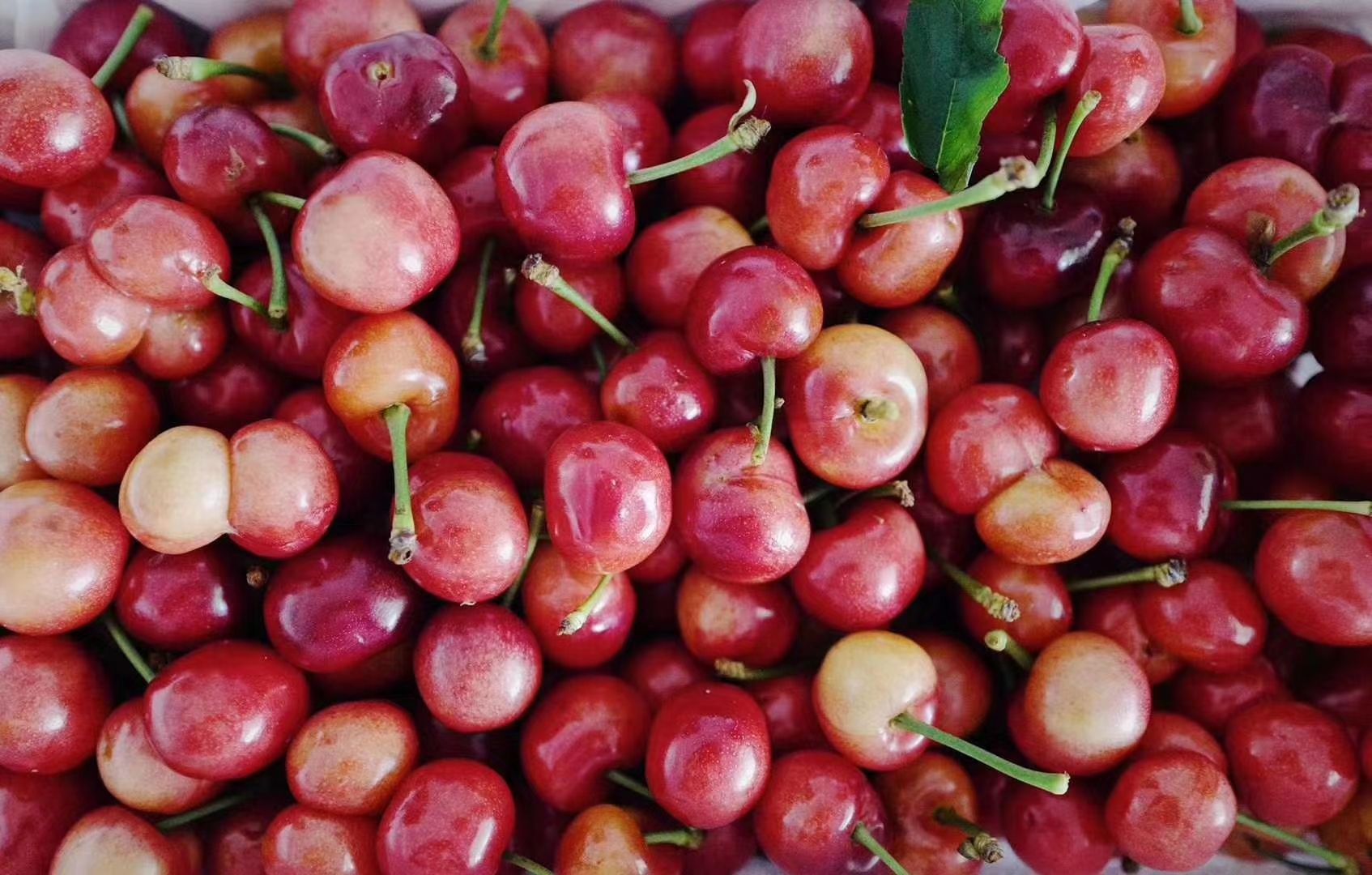 大紫樱桃 甜，催