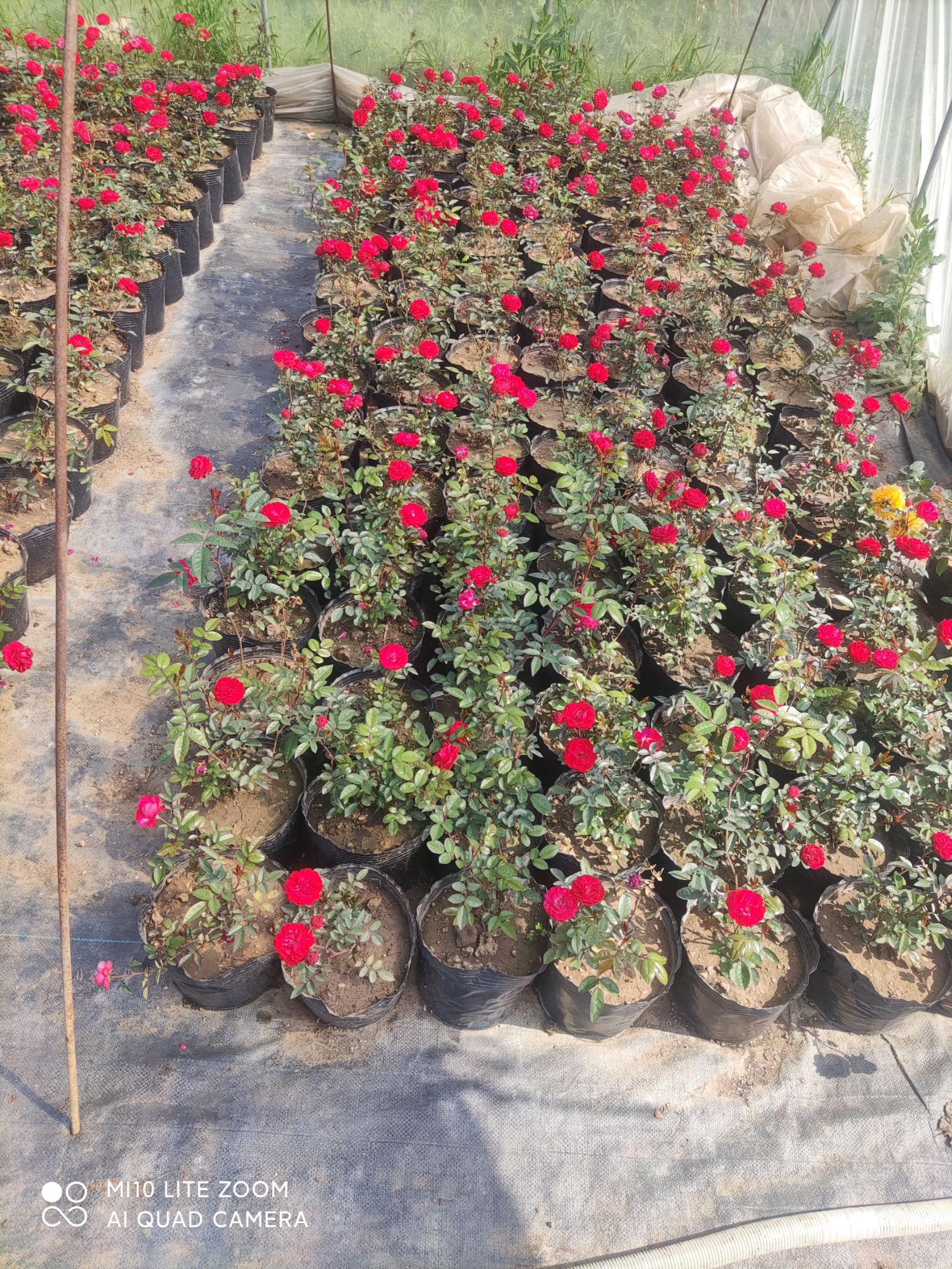 木香花苗，木香花  浓香型  重瓣，基地直销  价格实惠