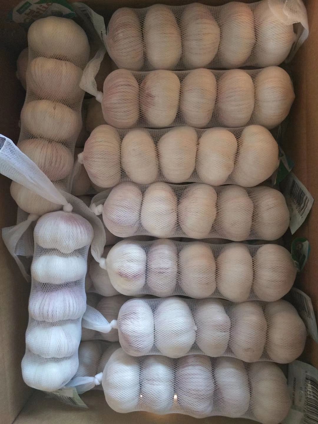 金乡大蒜，专业储存，代购，代销，供应电商，代发各地市场