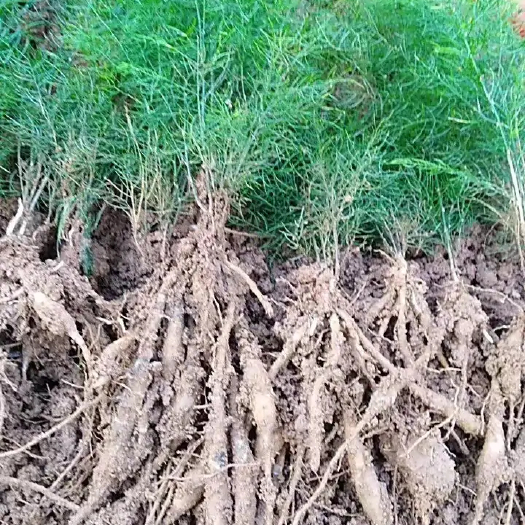 开远市云南大天门冬苗，雨水季栽成活率想种植的可以联系我