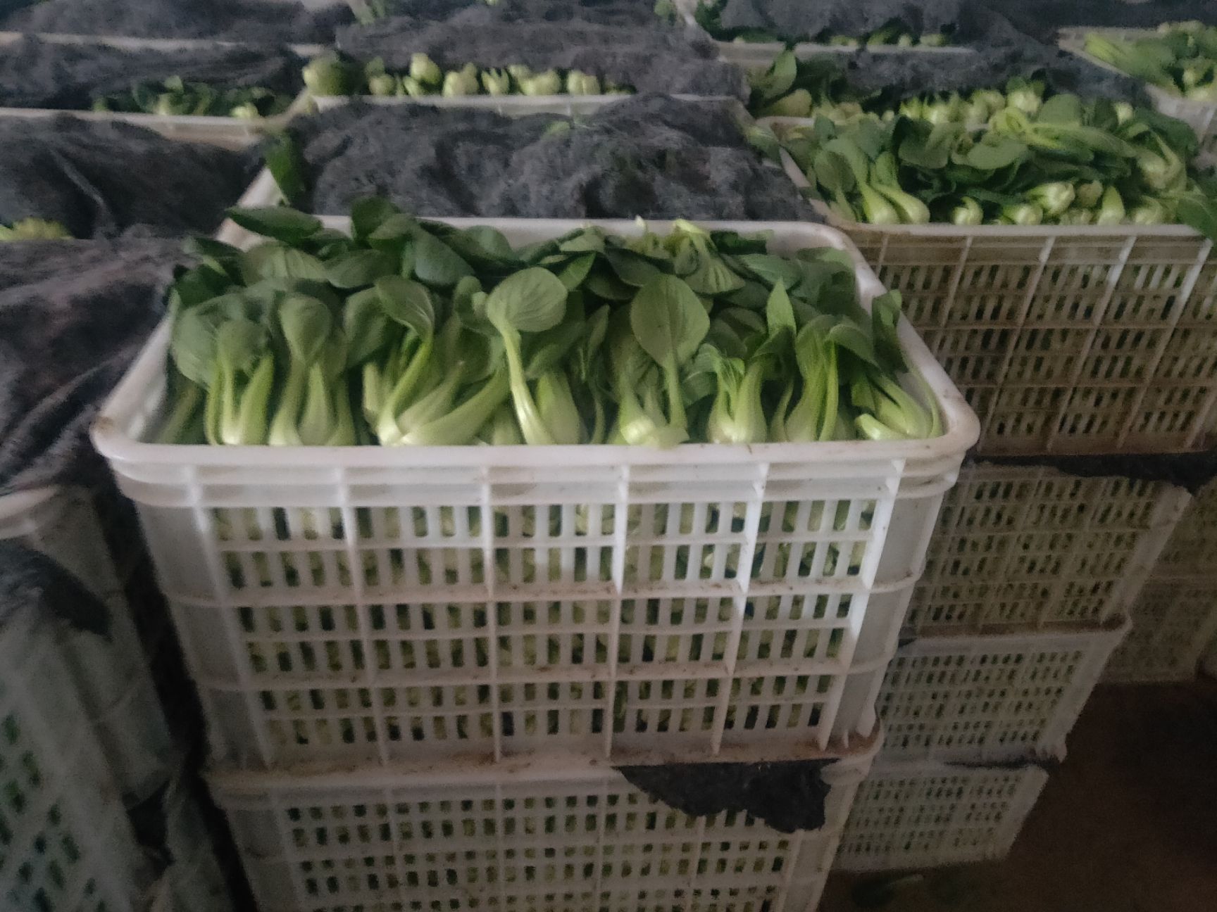 上海青 精品小棵小油菜。精品生菜。芹菜。杭白菜。大量上市，