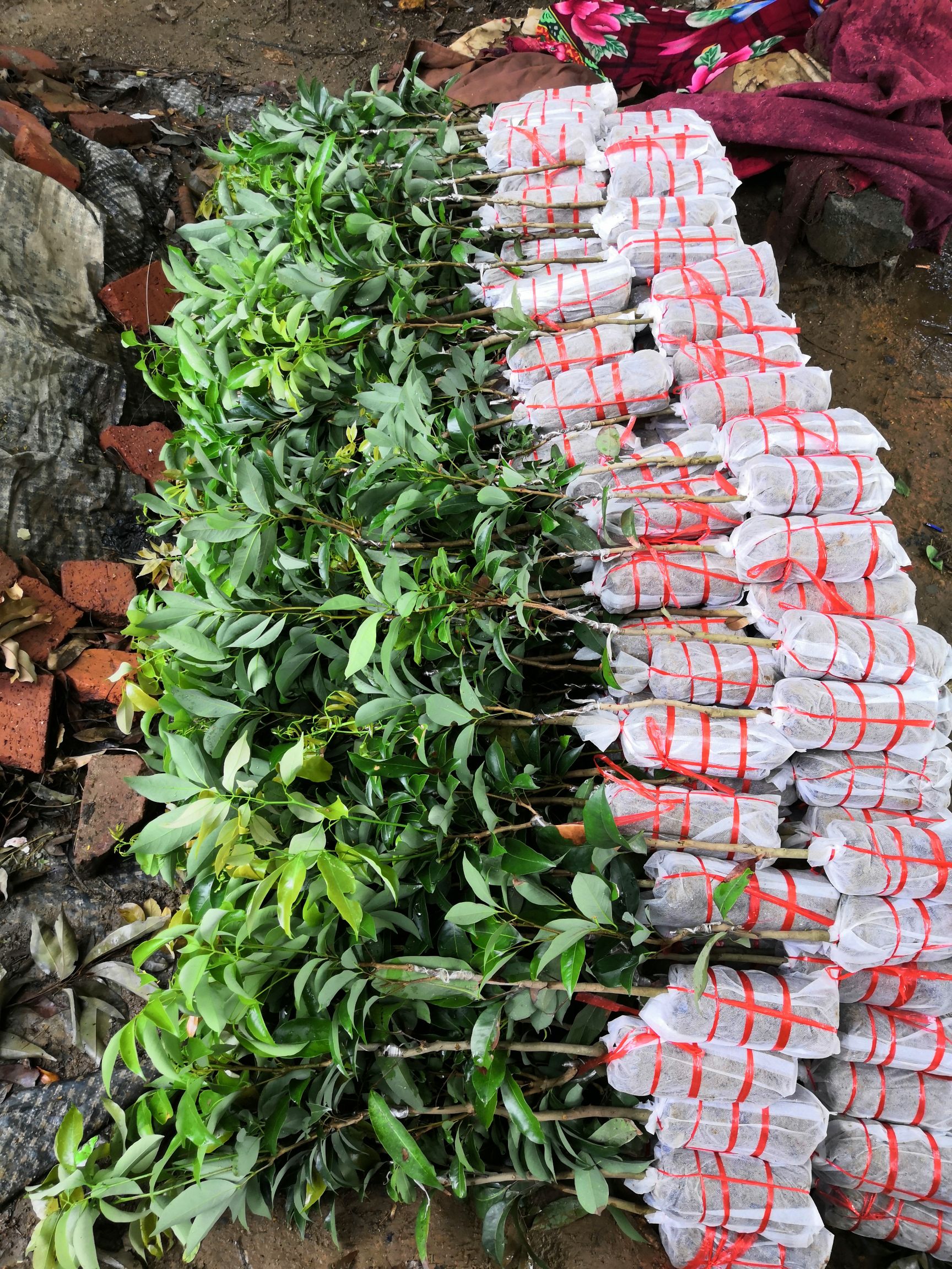 白糖罂荔枝苗又名蜂糖罂、中华红