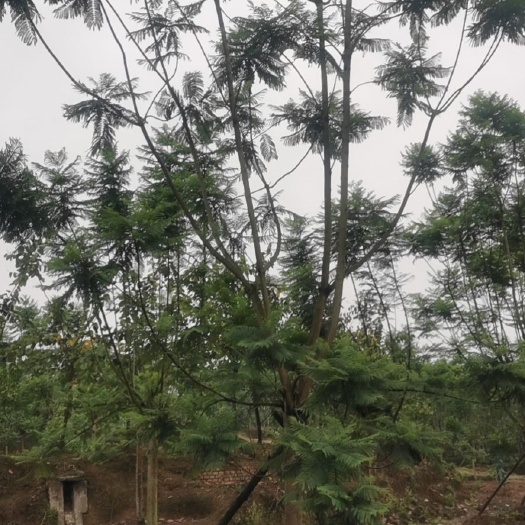 泸县泸州蓝花楹  蓝花楹