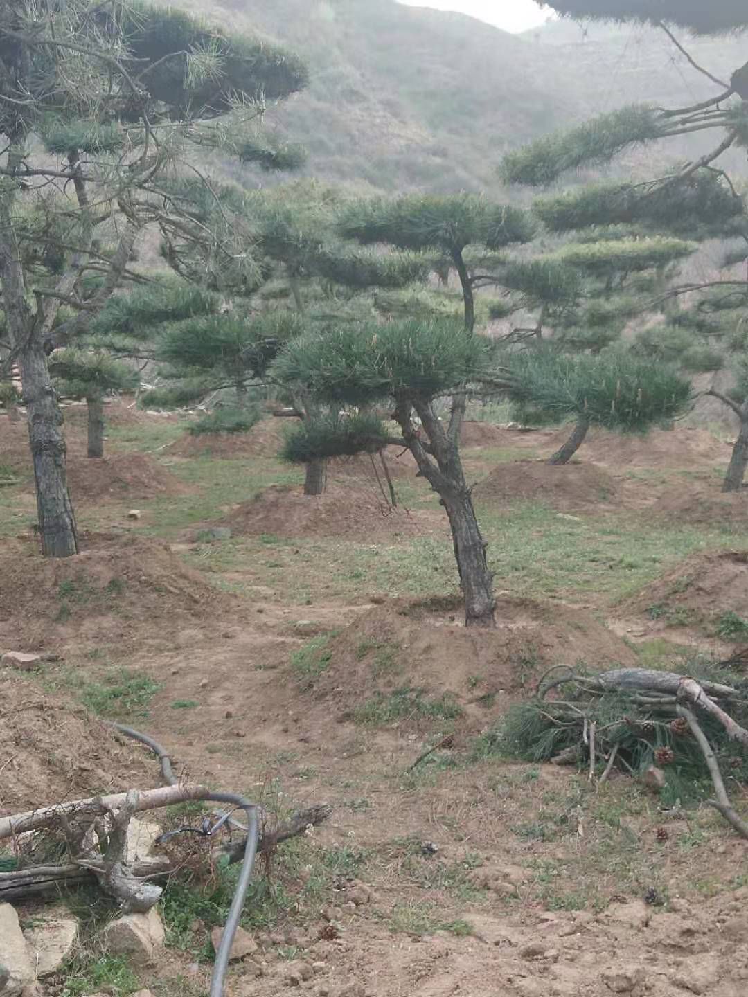 造型黑松，造型油松