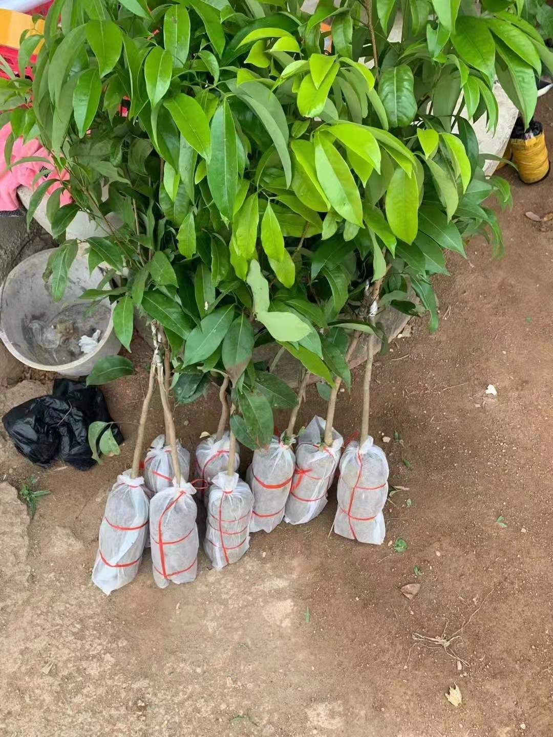 仙进奉荔枝苗广州增城区正品嫁接苗品种好易管理厂家苗圃直销包邮