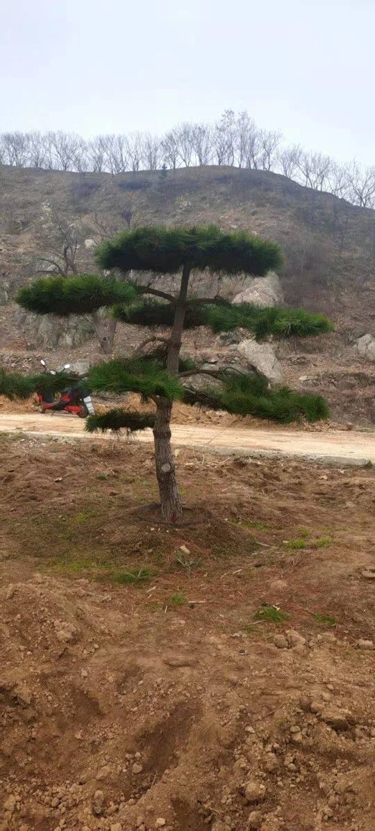 造型黑松，造型油松