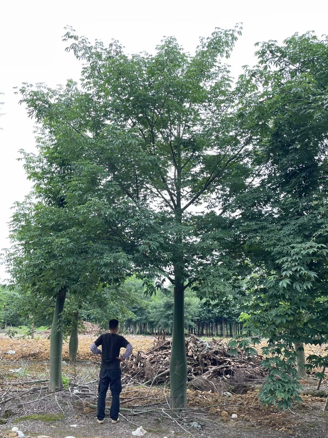 美丽木棉  美丽异木棉 （美人树） 量大质优、欢迎选购