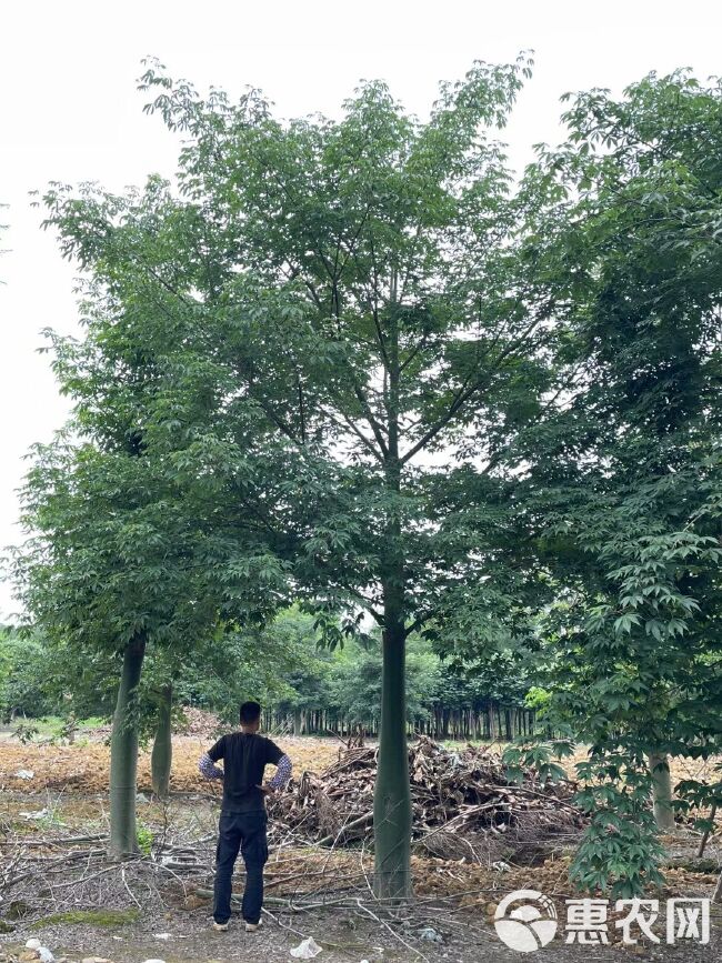 美丽木棉  美丽异木棉 （美人树） 量大质优、欢迎选购