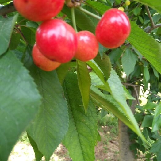 铜川红灯樱桃 樱桃