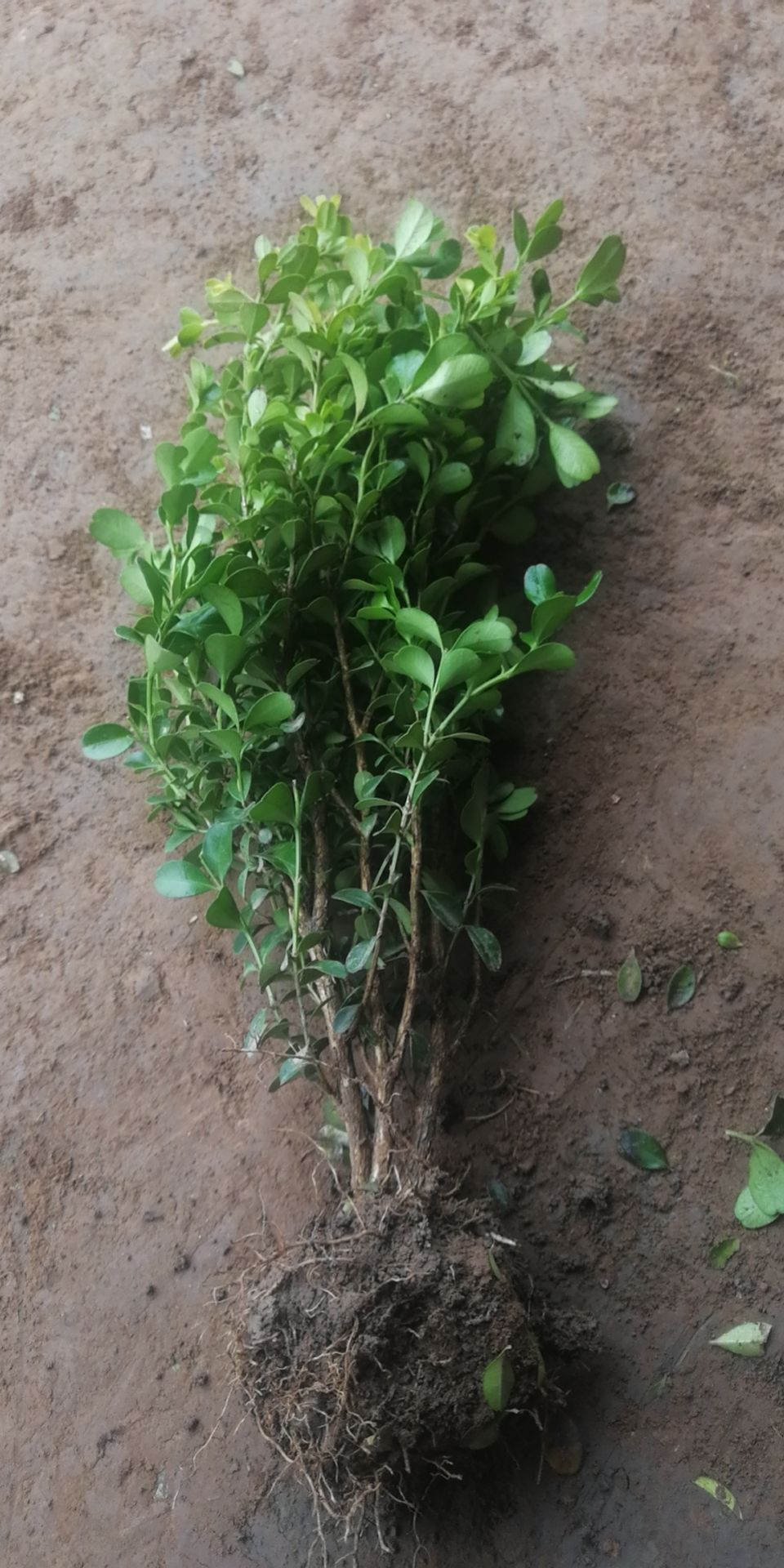 瓜子黄杨苗庭院绿化四季常青树苗篱