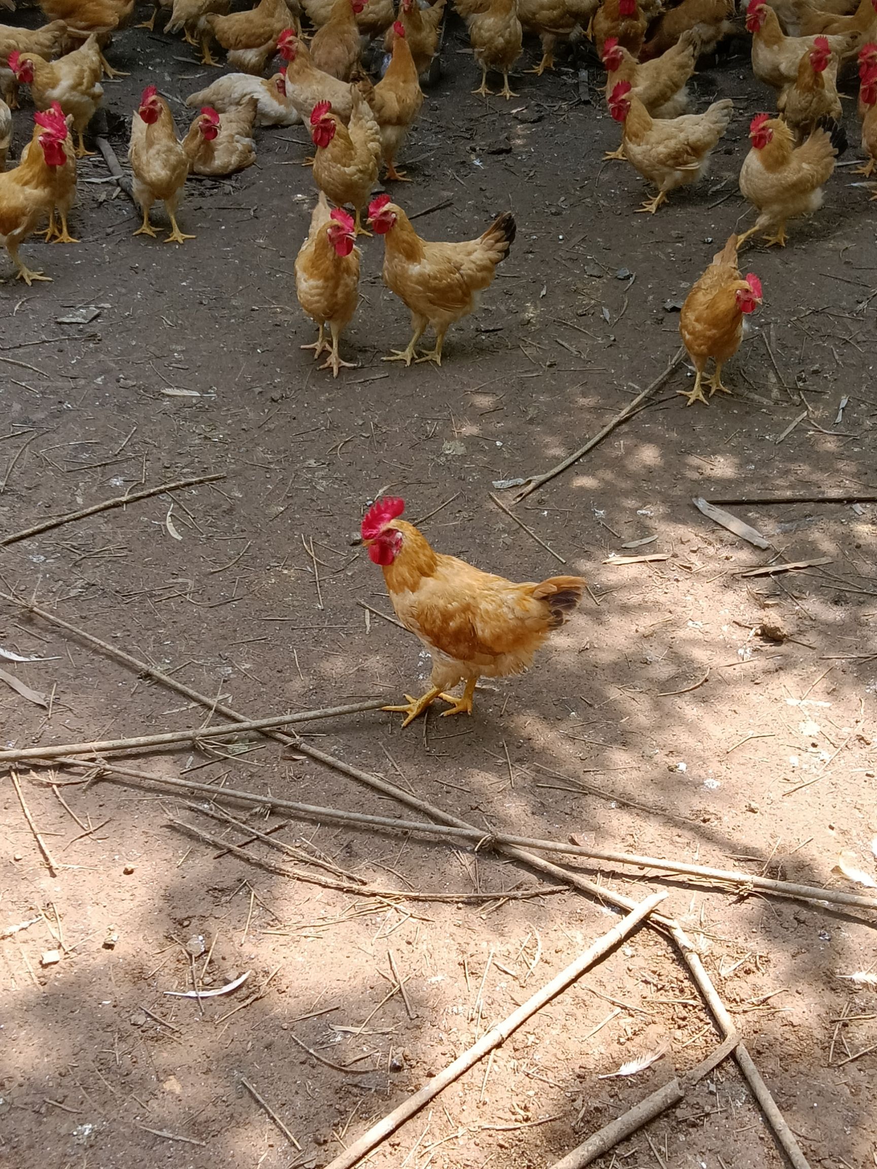 龙岗东三村鸡图片