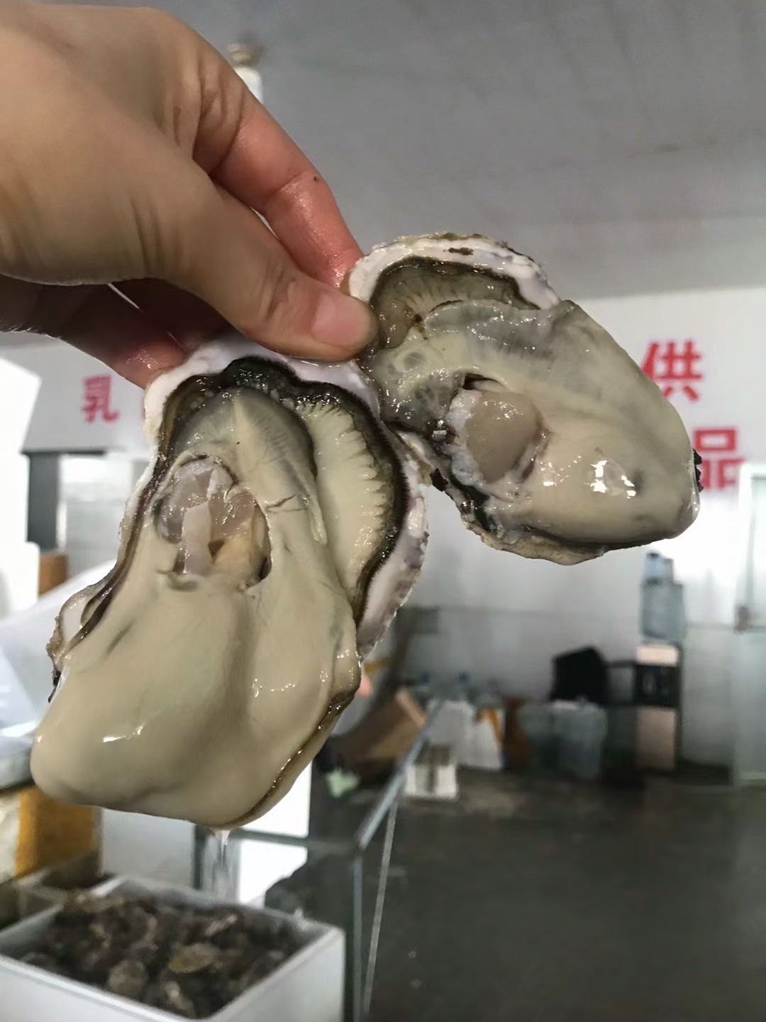 净化蚝  乳山生蚝一手货源直供