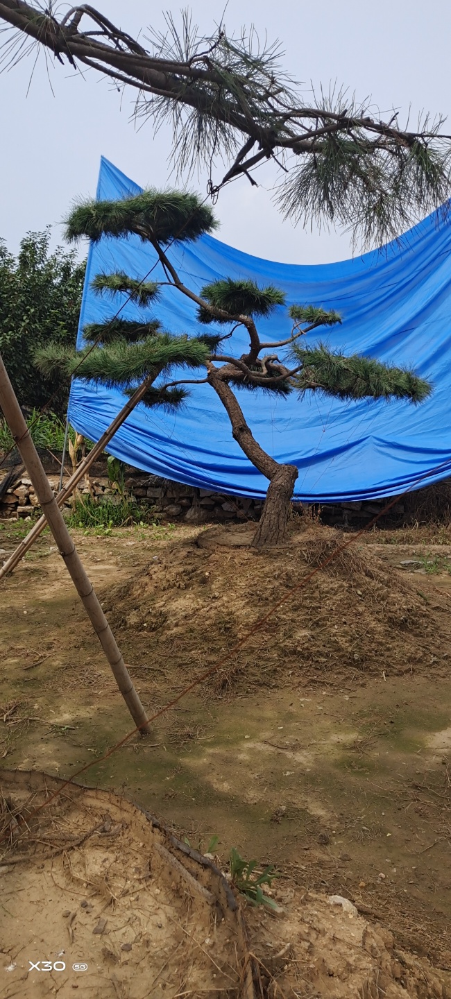 造型黑松，造型油松，