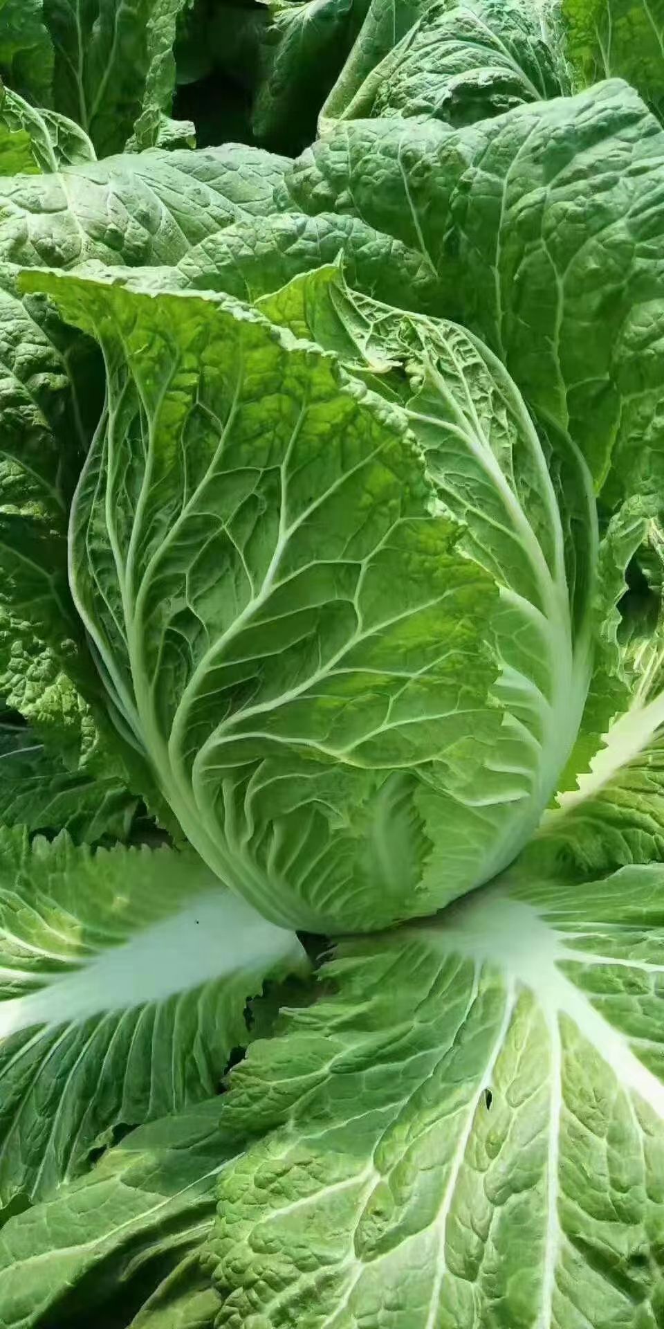 黄心大白菜  安徽大白菜 现在已经大量上市  