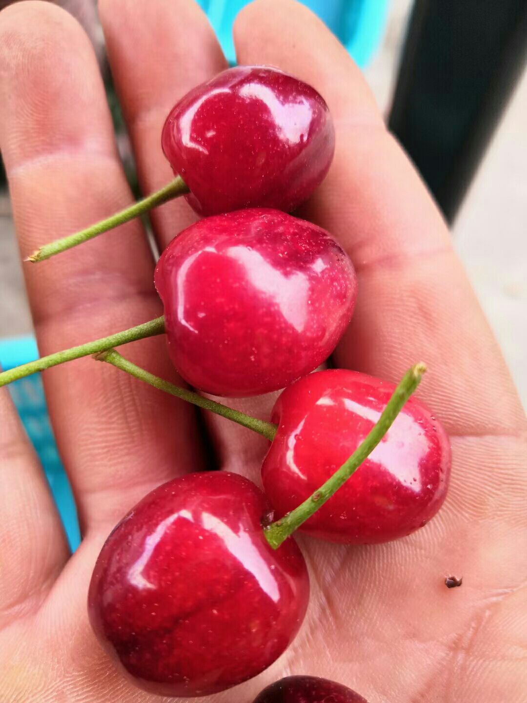 甜樱桃苗  红妃樱桃苗  自花结实 一棵也挂果 大颗粒纯甜口