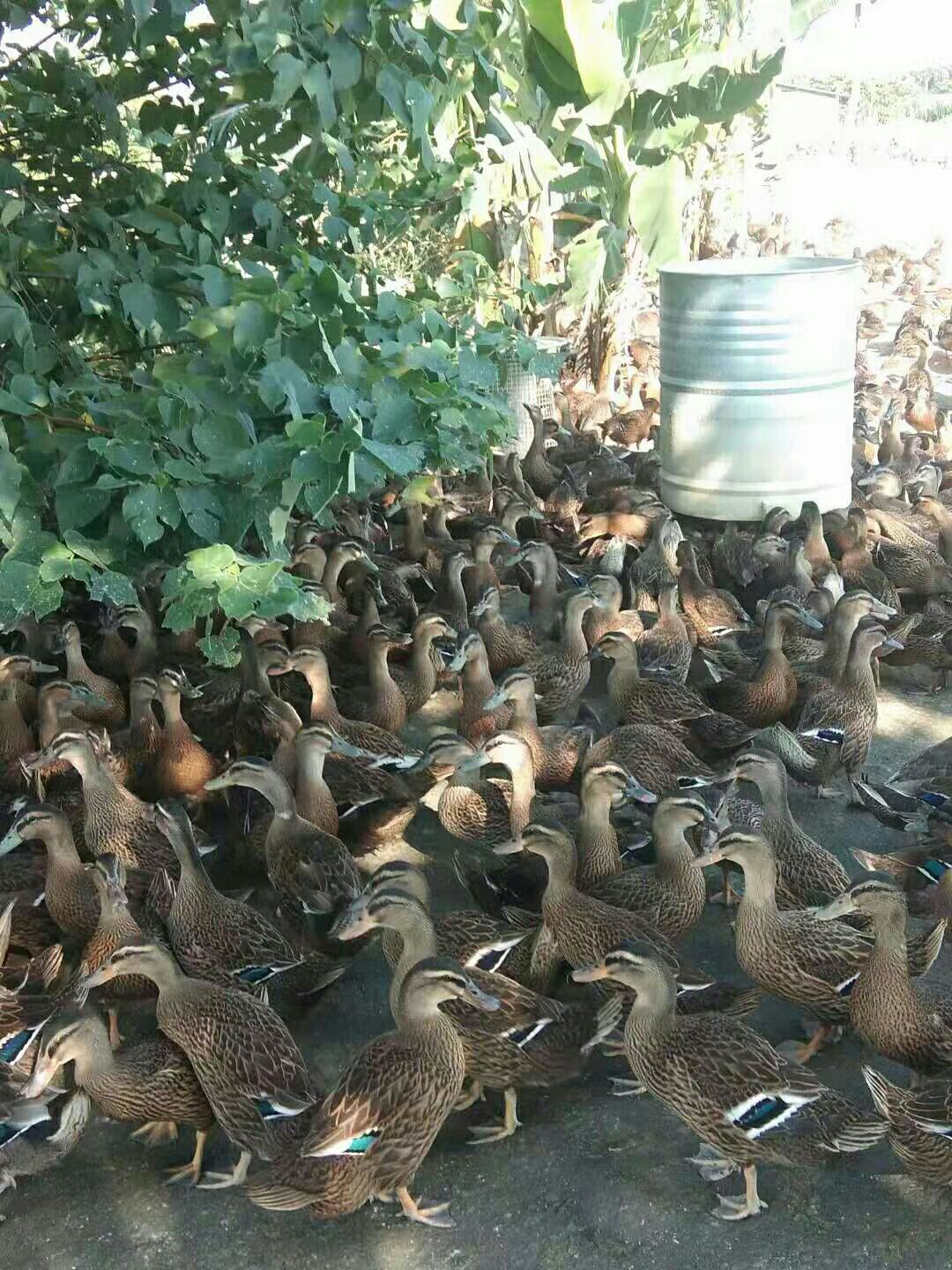 水鸭  靓鸭母十六一只，疫苗全部做足，放心食品