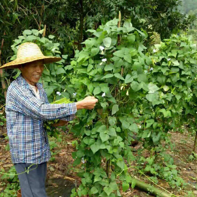 顺四角豆四棱豆皇帝三亚新鲜四角豆海南蔬菜四棱豆龙角豆