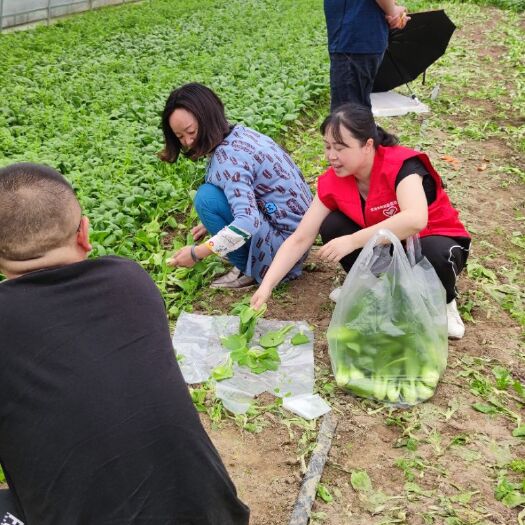 辰溪县快菜 时鲜蔬菜