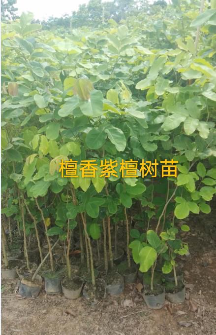 小叶紫檀盆栽  檀香紫檀(俗称小叶紫檀)树苗