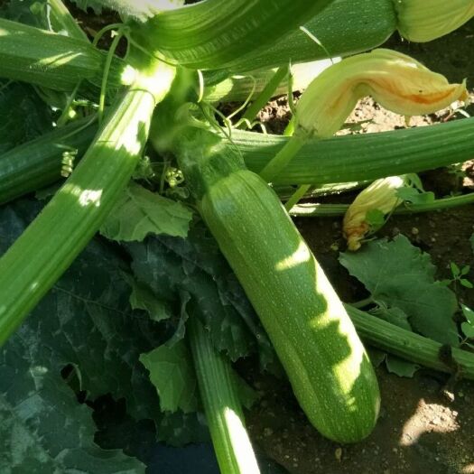 商丘 大量西葫芦 供应 现采现摘  全部新鲜