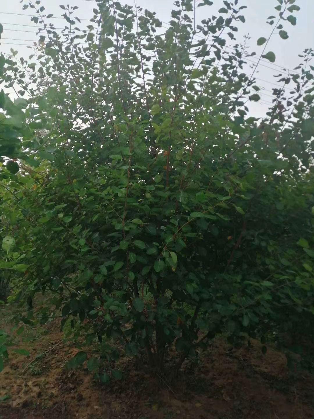  丛生黄栌