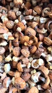 姬松茸金黄小菇，产地直发，自产自销专业种植合作社，有检测