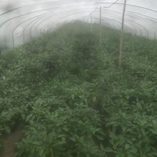眉山薄皮椒  清椒2000斤起每天发货