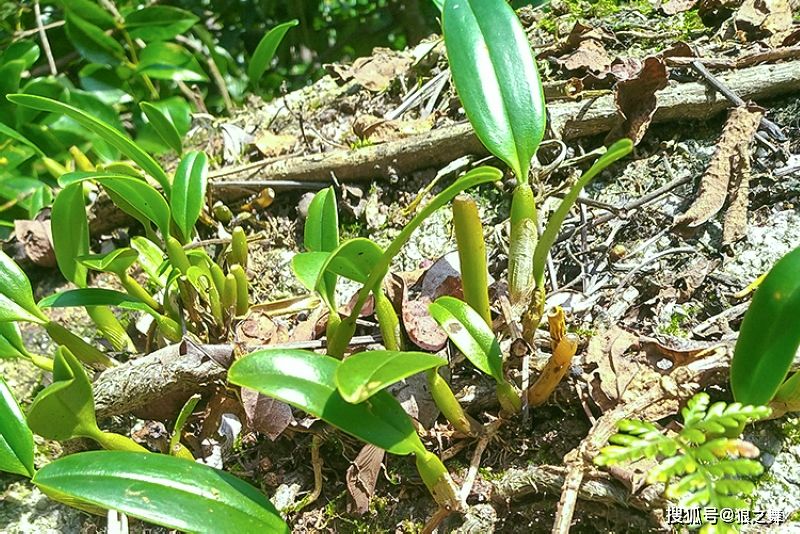 云南石橄榄，养生特产 药材